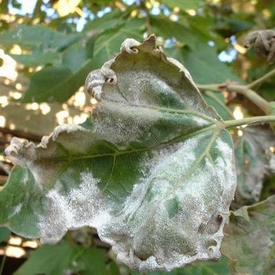 Timeline: Epidemias hongos fitopatógenos