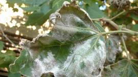 Timeline: Epidemias hongos fitopatógenos