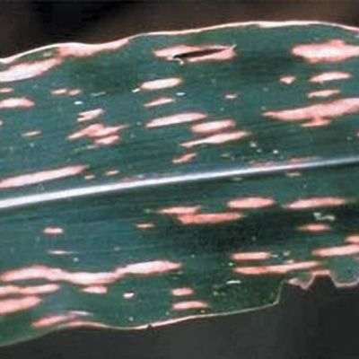 Timeline: Historia fitopatología