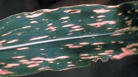 Timeline: Historia fitopatología