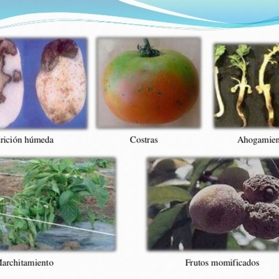 Timeline: Peores epidemias causadas por hongos fitopatógenos