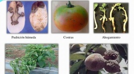 Timeline: Peores epidemias causadas por hongos fitopatógenos