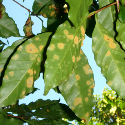 Timeline: Fitopatología
