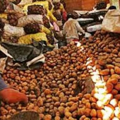 Timeline: INICIO DEL CULTIVO EN EL PERU