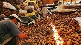 Timeline: INICIO DEL CULTIVO EN EL PERU