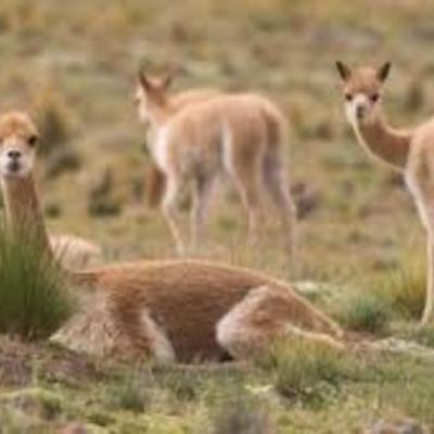 Timeline: Línea de tiempo: Hitos históricos de la RN Pampas Galeras Pampa Galeras Barbara D'Achille