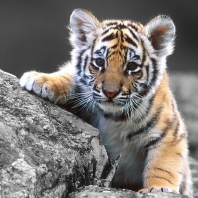 Timeline: Etapa de la evolución de la estadística