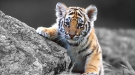 Timeline: Etapa de la evolución de la estadística