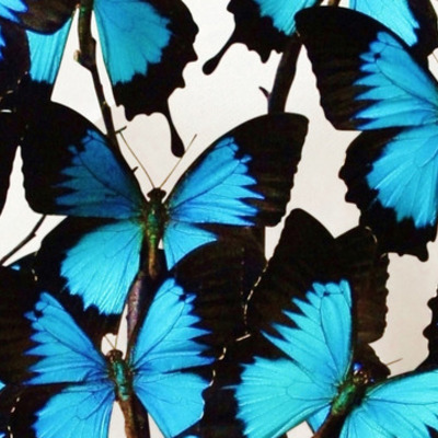 Timeline: The Butterfly