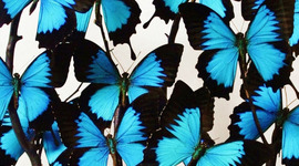 Timeline: The Butterfly