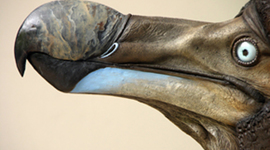 Timeline: Dodo Extinction Timeline