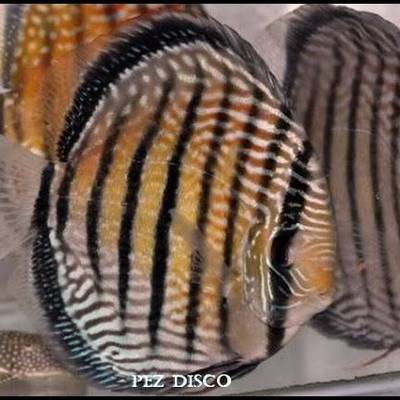 Timeline: el pez disco