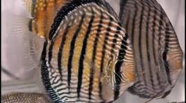 Timeline: el pez disco