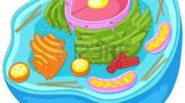 Timeline: EVOLUCIÓN DE LA TEORÍA CELULAR