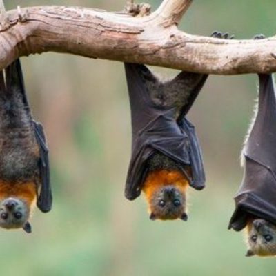 Timeline: The bats through history