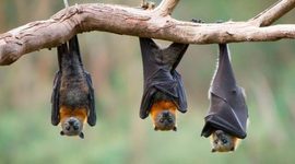 Timeline: The bats through history