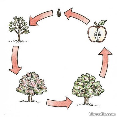Timeline: Linea de tiempo de las plantas