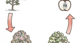 Timeline: Linea de tiempo de las plantas