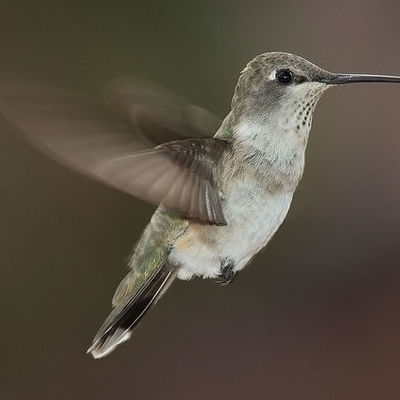 Timeline: The Evolution Of The Hummingbird