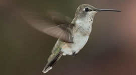 Timeline: The Evolution Of The Hummingbird