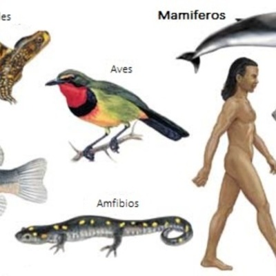 Timeline: Evolución de los animales vertebrados