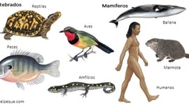 Timeline: Evolución de los animales vertebrados