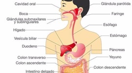 Timeline: Sistema Digestivo Humano