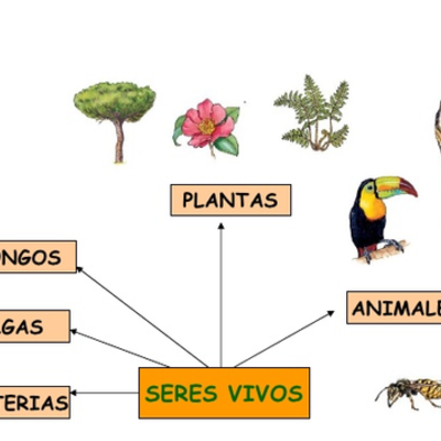 Timeline: Clasificación de los seres vivos