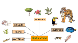 Timeline: Clasificación de los seres vivos