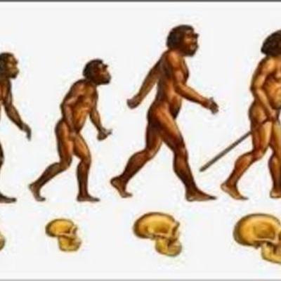 Timeline: El proceso de la hominización