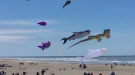 Timeline: Post-Term Curriculum Development Projects