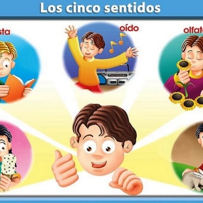 Timeline: Órganos de los sentidos