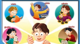 Timeline: Órganos de los sentidos