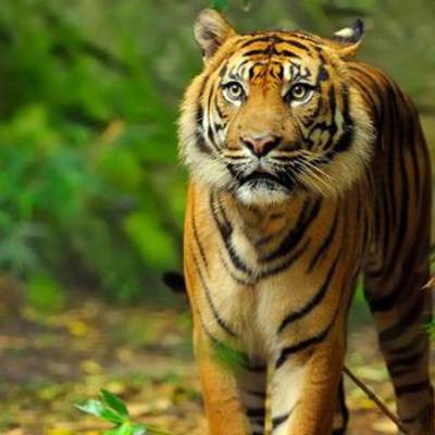 Timeline: Animal survival