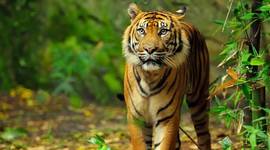 Timeline: Animal survival