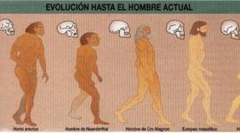 Timeline: EVOLUCIÓN DEL HOMBRE