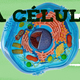 La celula