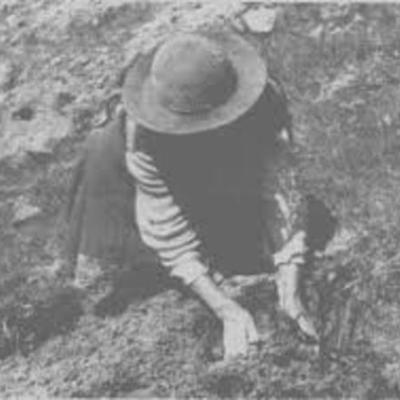 Timeline: Línea de tiempo en la historia de las Compañías Bananeras en Honduras