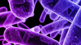 Timeline: Microbiologia