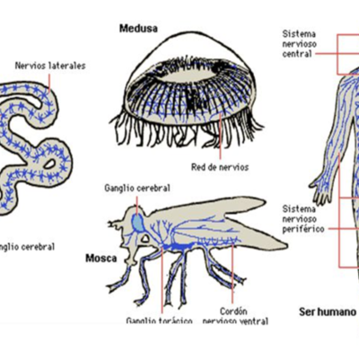 Timeline: ¿De dónde venimos y a dónde vamos? La evolución del sistema nervioso