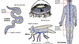 Timeline: ¿De dónde venimos y a dónde vamos? La evolución del sistema nervioso