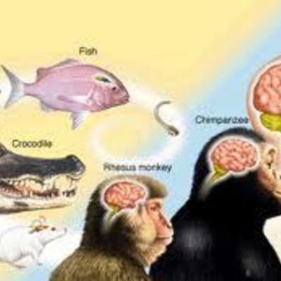 Timeline: Evolucion del cerebro( Andres Fonceca Pinilla) Todo en millones de años