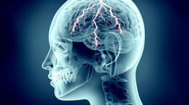 Timeline: ¿De dónde venimos y  a dónde vamos? La evolución del sistema nervioso