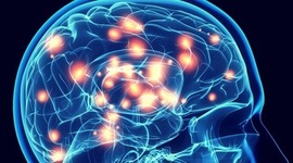 Timeline: Linea de tiempo: Antecedentes de la Neuropsicología.
