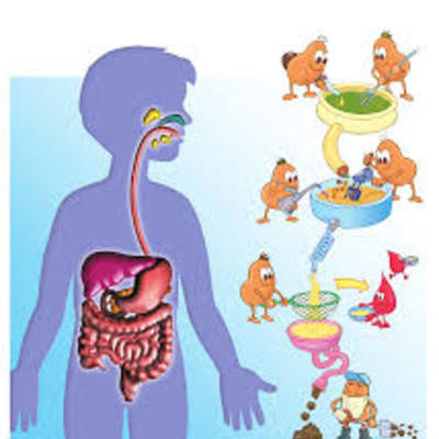 Timeline: RECORRIDO POR EL SISTEMA DIGESTIVO