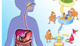 Timeline: RECORRIDO POR EL SISTEMA DIGESTIVO