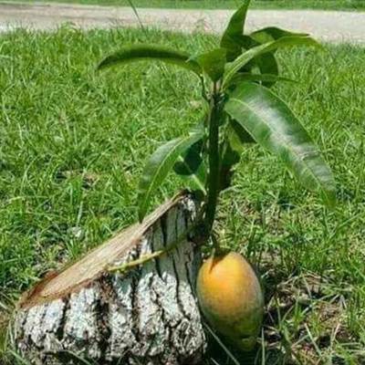 Timeline: CICLO DE VIDA DE UN PROYECTO