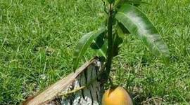 Timeline: CICLO DE VIDA DE UN PROYECTO