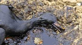 Timeline: Ecotoxicologia