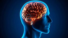 Timeline: ¿De Donde viene el Cerebro?